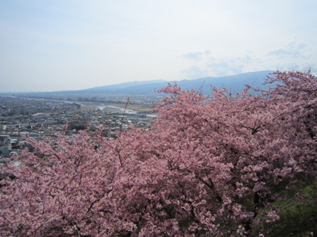 足柄上郡松田町「まつだ桜まつり」