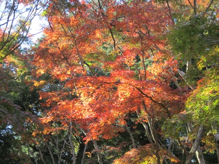 修善寺紅葉狩り