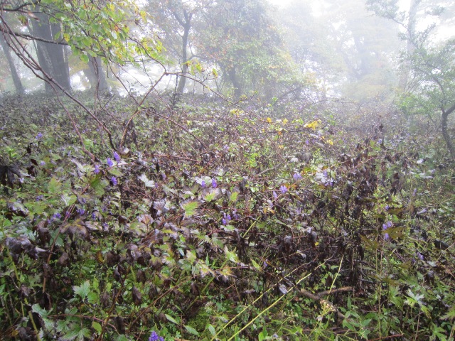 神奈川県足柄上郡山北町加入道山山頂