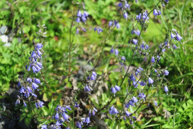 金北山の花と動物